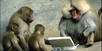 One monkey looks at the computers while others watch him.